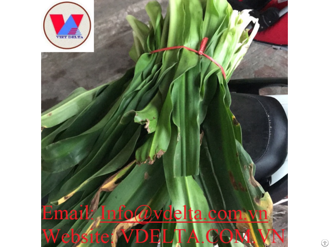 Best Quality Crinum Latifolium From Viet Nam