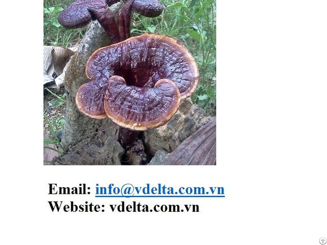 Grade Organic Dried Ganoderma Lucidum Reishi