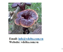 Grade Organic Dried Ganoderma Lucidum Reishi