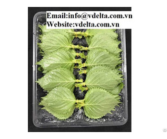 Viet Nam Supplier Green Perilla Leave Good Price