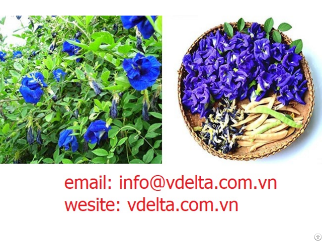 Of Dried Butterfly Beans From Viet Nam