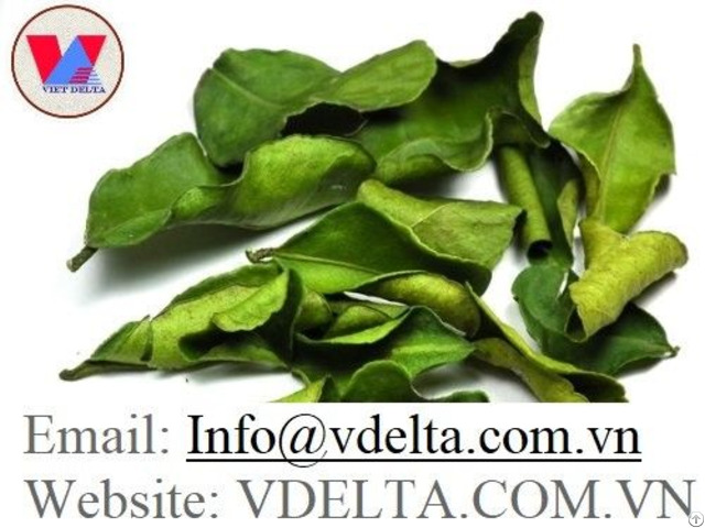 High Quality Dried Lime Leaves From Viet Nam