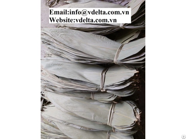 Dried Bamboo Leaves From Viet Nam Best Price