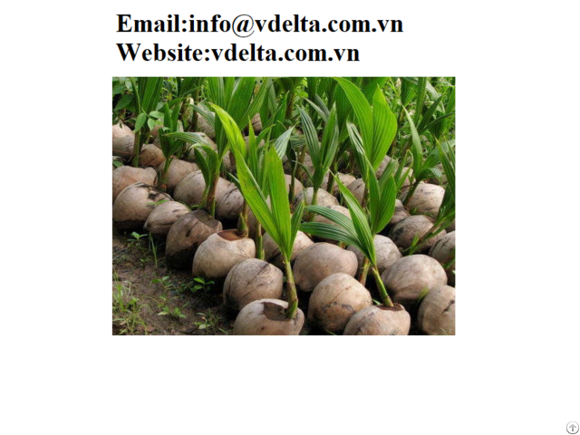 Coconut Palm Tree Seedling Viet Nam Best Price