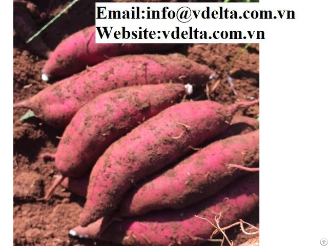 Viet Nam High Quality Sweet Potato Best Price