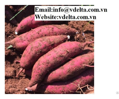 Viet Nam High Quality Sweet Potato Best Price