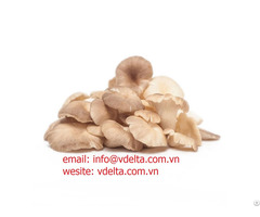 Dried Oyster Mushroom From Viet Nam