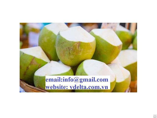 Fresh Green Coconut From Vietnam