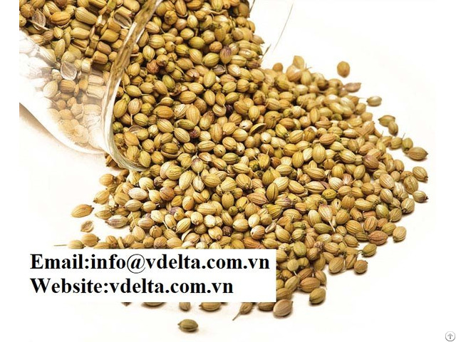 High Quality Coriander Seeds Viet Nam