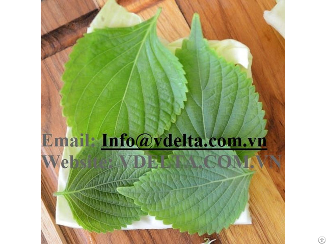 High Quality Green Perilla Leaf From Vietnam