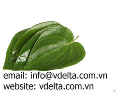 High Quality Paan Leaves Betel From Viet Nam