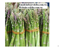 High Quality Fresh Asparagus Viet Nam Best Price