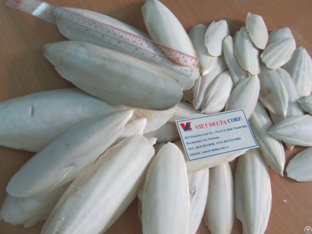 Cuttlefish Bone Vietnam Lona 84 397312823