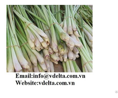 High Quality Frozen Lemongrass Best Price Viet Nam