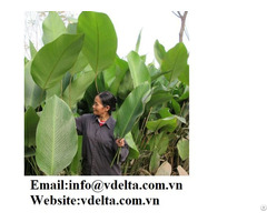 Dong Leaf Viet Nam Bets Price