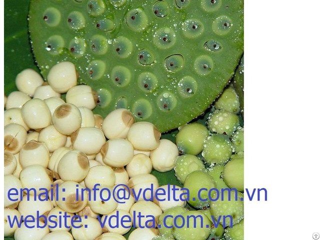 Advanced Lotus Seeds From Viet Nam