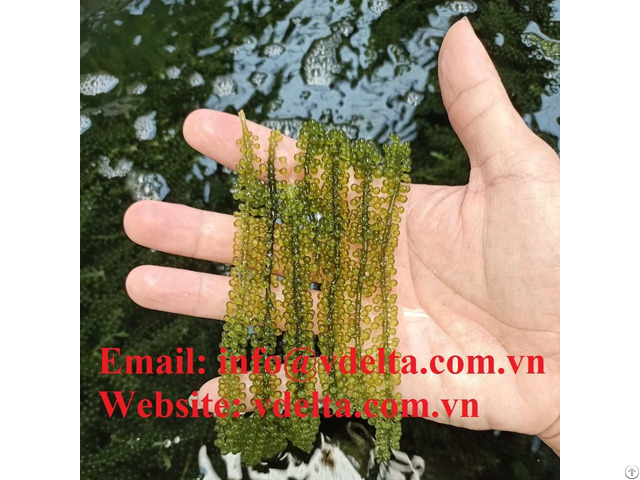 High Quality Natural Sea Grape Green Caviar For Supplement