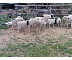 Sheep And Lambs For Sale Whatsapp 27734531381