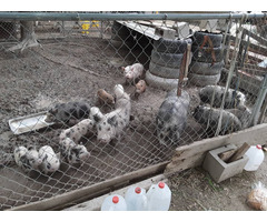 Pigs And Piglets For Sale Whatsapp 27734531381
