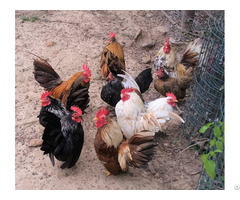 Chickens For Sale Whatsapp 27734531381