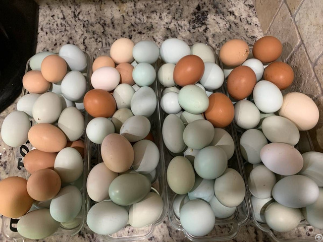 Chicken Table And Fertile Eggs For Sale Whatsapp 27734531381