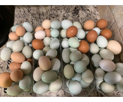 Chicken Table And Fertile Eggs For Sale Whatsapp 27734531381
