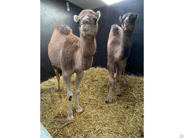 Camels For Sale Whatsapp 27734531381