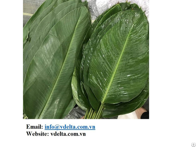 Vietnam Natural Green Dong Leaves