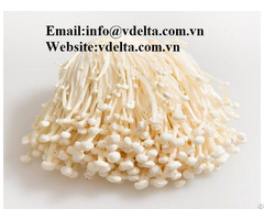 High Quality Fresh Needle Mushroom Best Price Viet Nam