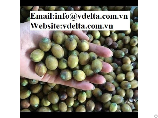 Dried Lotus Seeds Good Price From Viet Nam