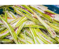 Vietnam Sugarcane Bagasse Residue Lona 84 397312823