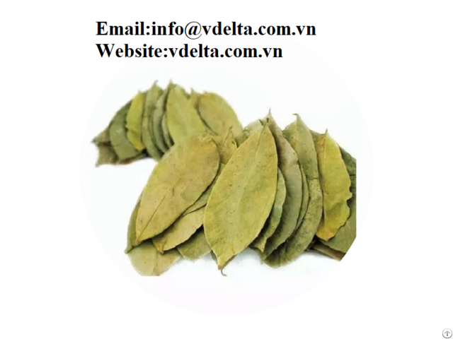 Dried Soursop Leaf Best Price Viet Nam