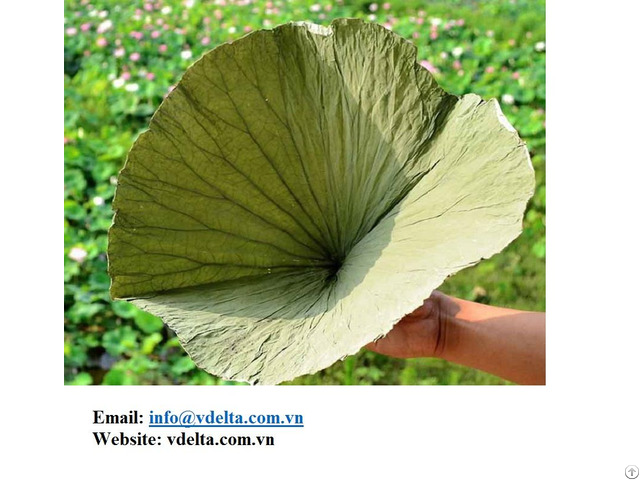 Dried Lotus Leaf