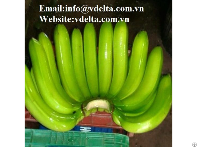 Fresh Banana Best Price From Viet Nam