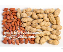 High Quality Peanuts From Viet Nam