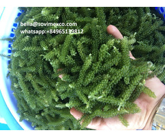 Offer Of Sea Grapes Green Caviar High Quality Vietnam