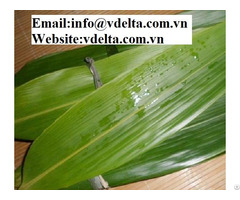 Bamboo Leaves In Viet Nam Best Price