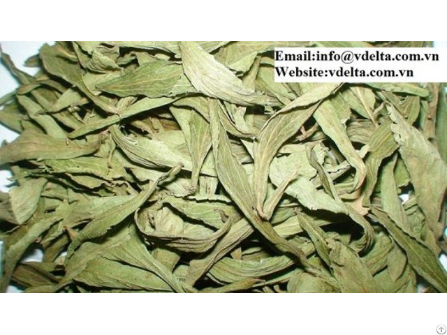 Viet Nam High Quality Dried Organic Stevia Dry Leaves