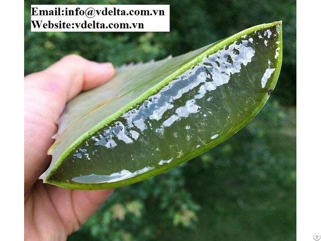 High Quality Fresh Aloe From Viet Nam