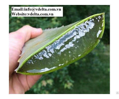 High Quality Fresh Aloe From Viet Nam