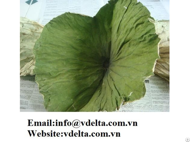 Viet Nam Dried Lotus Leaves Best Price