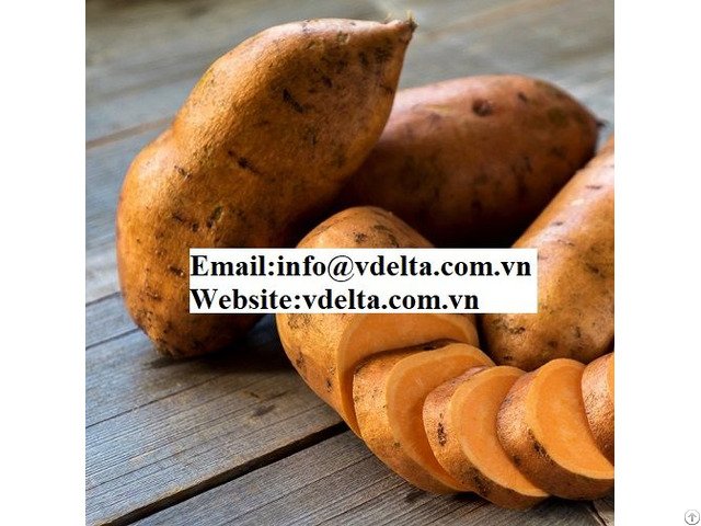 Fresh Sweet Potato From Vietnam