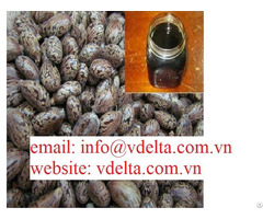 Rubber Seed Crude Oil High Quality From Viet Nam