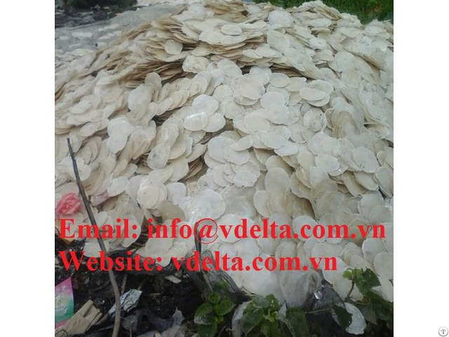 Dried Oyster Shell