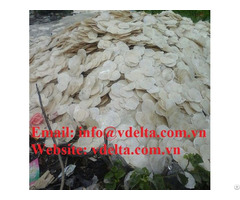 Dried Oyster Shell