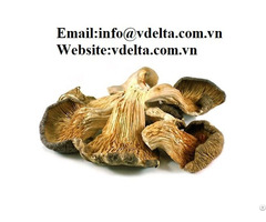 100% Natural High Qualtiy Dried Oyster Mushroom From Vietnam