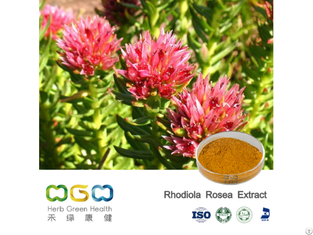 Rhodiola Rosea Extract Powder