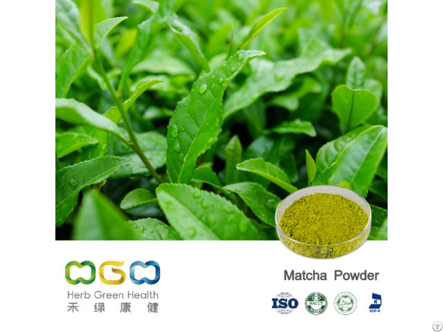 Matcha Powder Extract