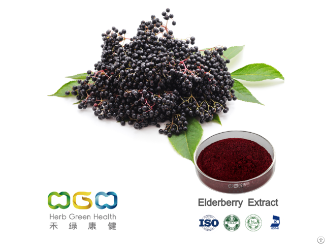 Elderberry Extract