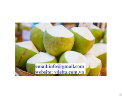 Fresh Coconuts From Viet Nam